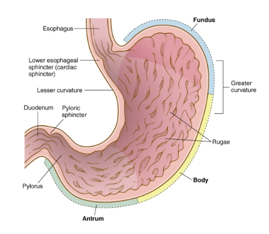 <p>parts of the stomach</p>