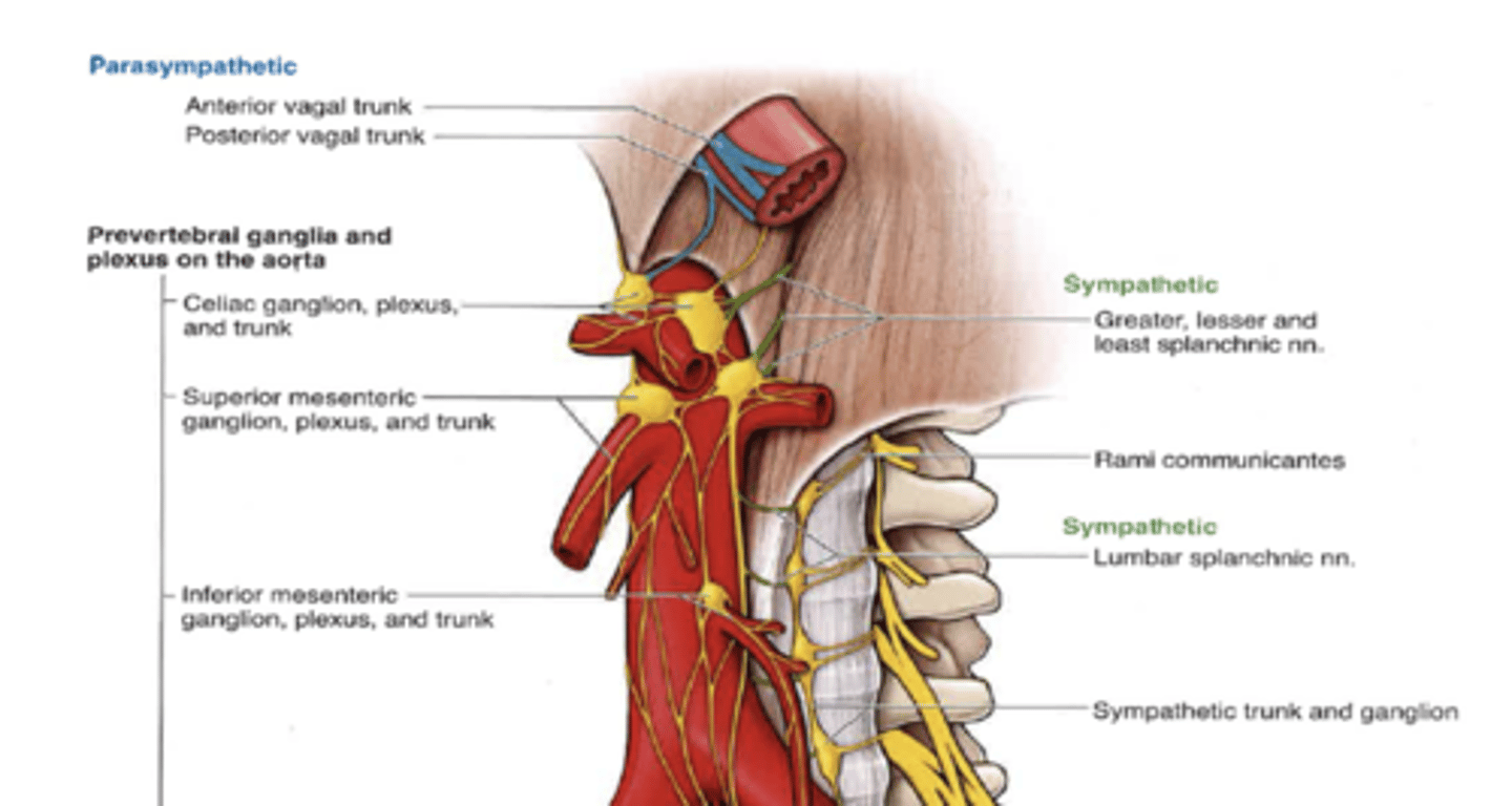 <p>what are the sympathetic nerves of the celiac ganglia and plexus</p>