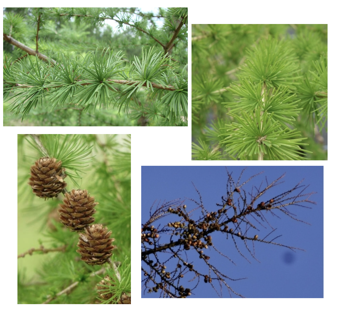 <p>(Invasive, park- en laanboom uit de Alpen)</p>