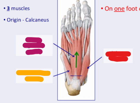 <p>whats the muscle of the 1st layer shown in red </p>