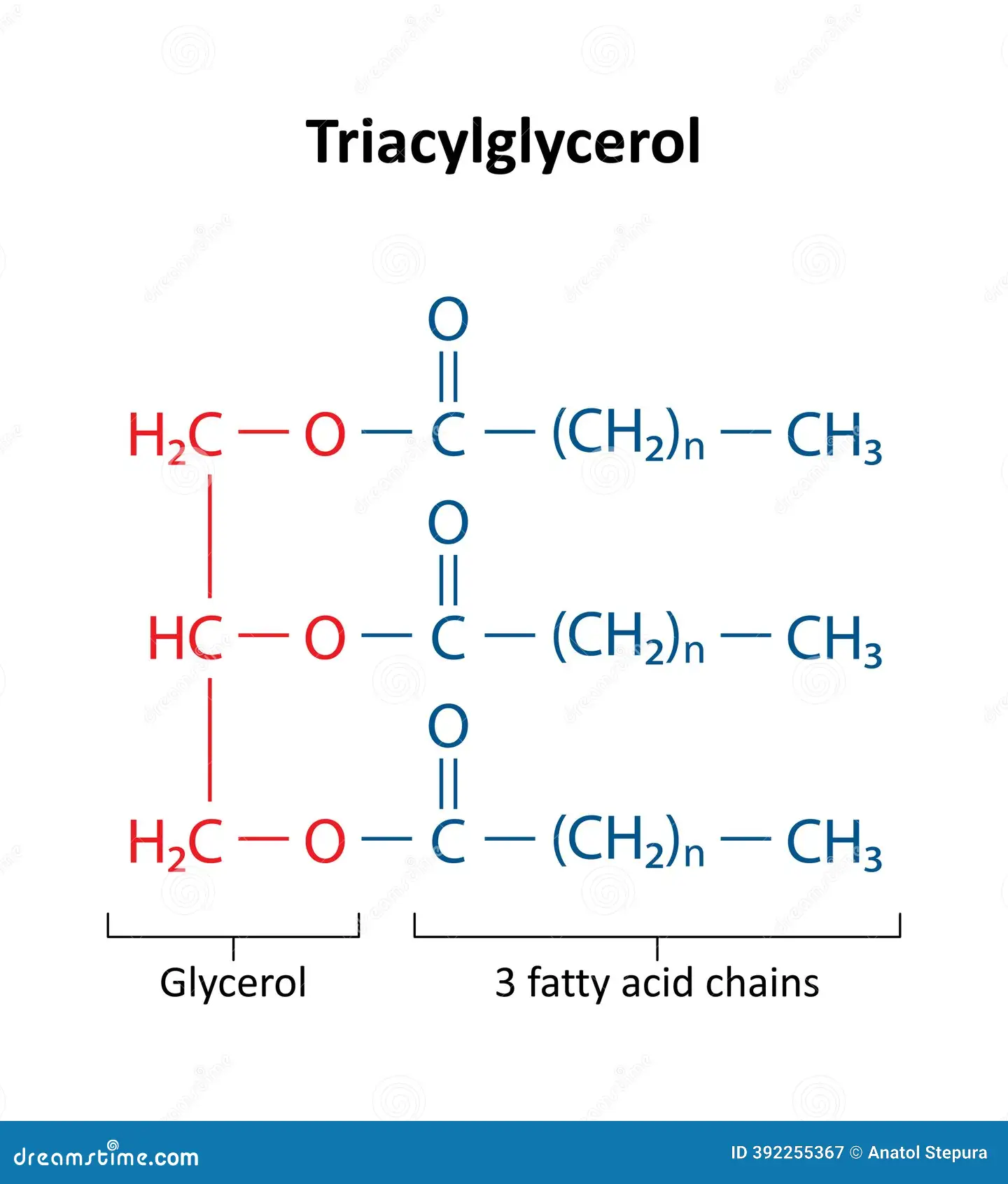 <p>storage lipids</p>