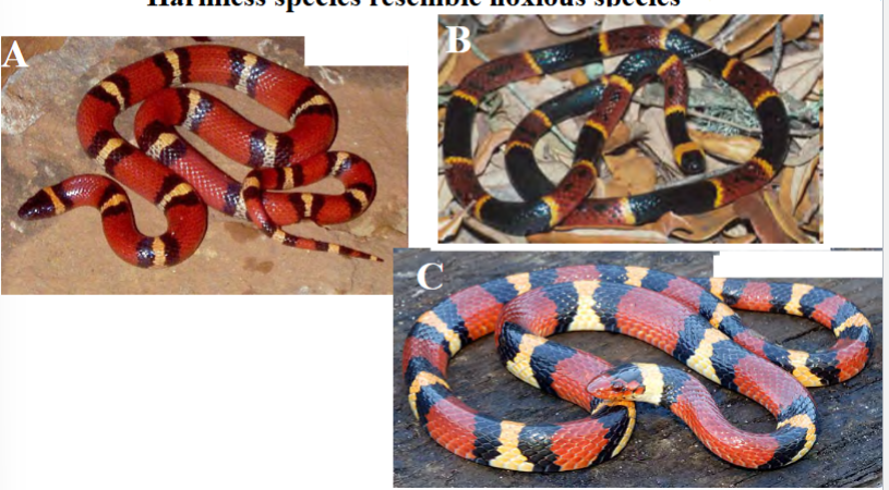 <p>harmless species resemble noxious species</p><p><strong>one species is harmless, pretending to be noxious</strong></p><p>types: morphological, behavioral</p><p>e.g. milk snake vs coral snake (B is a harmless coral snake, mimicking venomous A and C (milk snake and scarlet king snake)</p>