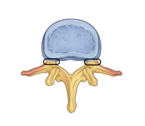 <p><span>pillars that connect the vertebral arch to the vertebral body</span></p>