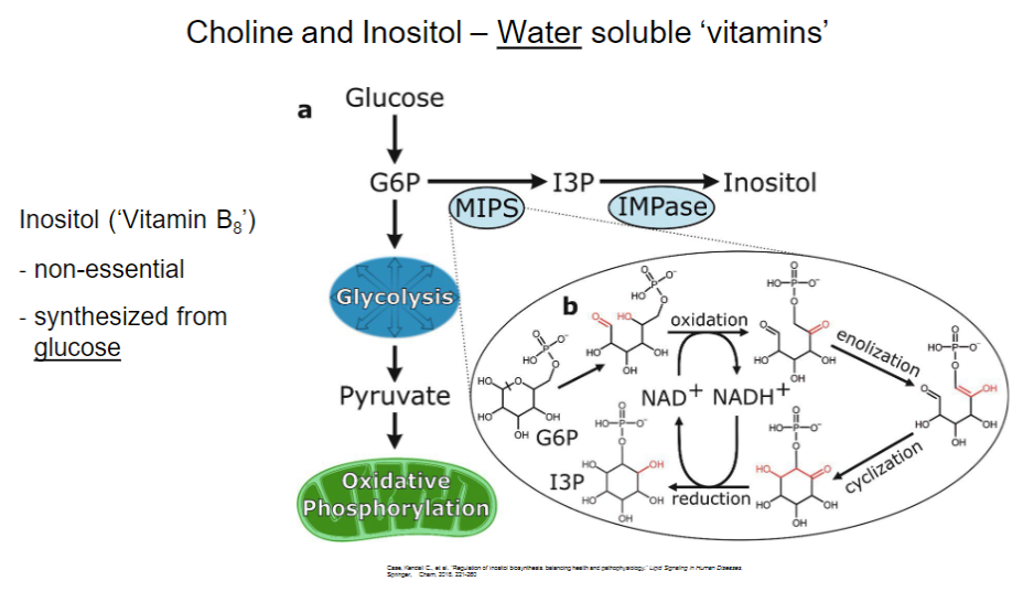<p><strong>Essentiality</strong><br> • <strong>Non-essential</strong></p><p><strong>Synthesis</strong><br> • Synthesized from <strong>glucose</strong></p>