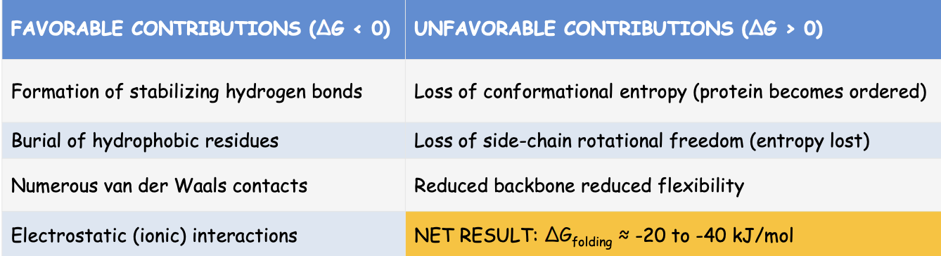 <p>This small net ΔG is a FEATURE, not a flaw:</p><ul><li><p>Allows conformational flexibility</p></li><li><p>Enables regulation and function and allows controlled unfolding when needed</p></li></ul><p></p>