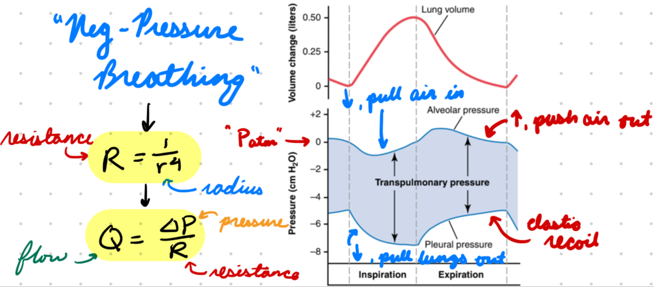 <p>Airway resistance + pulmonary tissue resistance (overcome with pleural fluid)</p><p>R = 1/r^4</p><ul><li><p>Diameter decrease = resistance increase</p></li></ul><p></p>