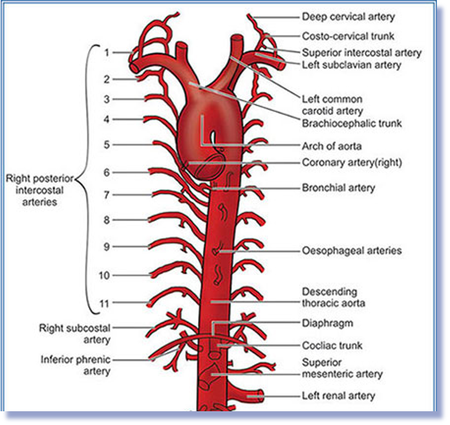 <p>Begins at the T4/T5 level after the aortic arch and descends on the left side of the vertebral Bodies.  </p><p>It enters the <span>aortic hiatus of diaphragm at T12 </span></p>