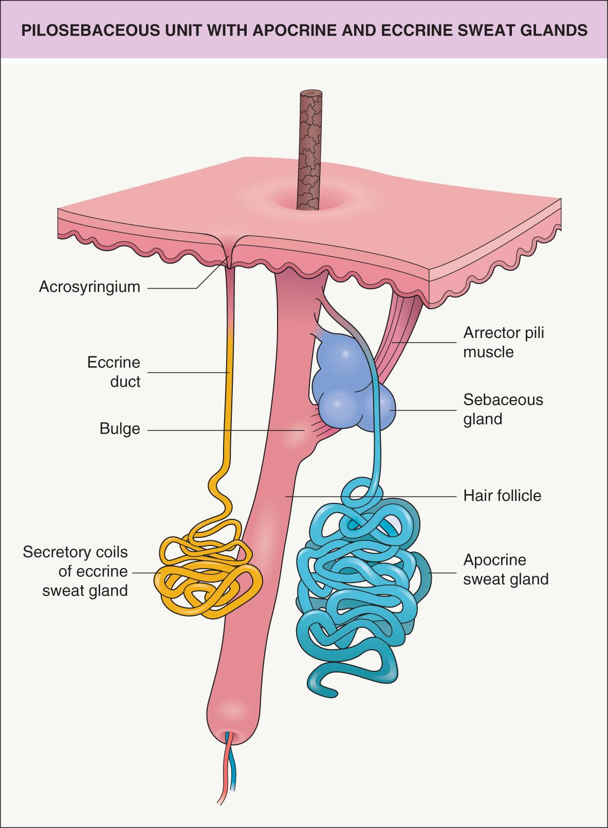 <p>1.) Appocrine - pits and privates, controlled by puberty hormones, secretes odorous chemicals that may provide complex communications (pheromones)</p><p>2.) Mammary - breasts, secretes milk under proper hormonal conditions</p><p>3.) Ceruminous - auditory canals, earwax, traps pathogens like mucous does in mucosa</p>