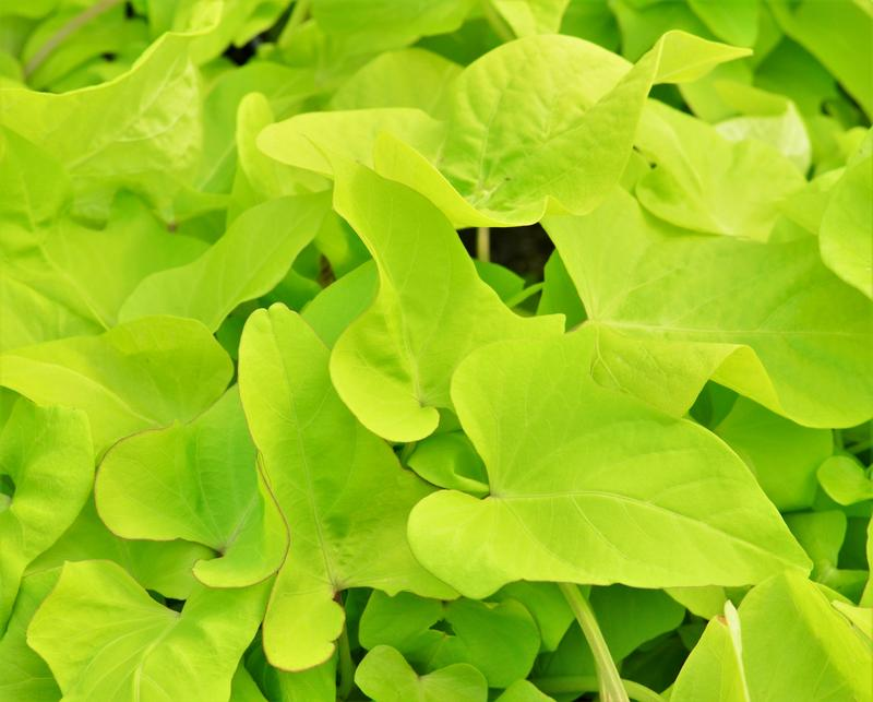 <p>Vine</p><p>Leaves come in all forms and colors</p><p>Often cordate shape</p><p>Long petiole</p>