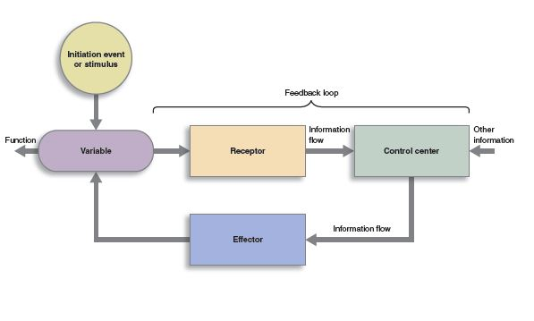 <p>Structure that evaluates input received from receptors and generates output commands</p>
