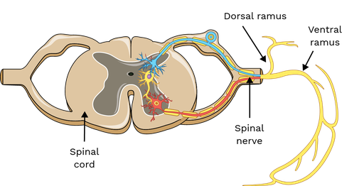 <ul><li><p>Supplies <strong>motor innervation</strong> to most trunk and limb muscles and <strong>sensory innervation</strong> to skin of the anterior and lateral trunk and limbs.anterior of spinal nerve</p></li></ul><p></p>