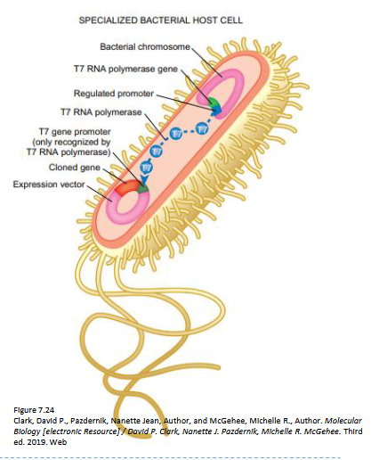 <p>T7 expression vectors (commonly pET vectors) enable high-level protein production in <em>E. coli</em> by using T7 RNA polymerase to specifically transcribe a target gene</p><ul><li><p>system is induced by IPTG, which triggers the expression of T7 RNA polymerase from the host genome</p></li><li><p>recognizes a T7 promoter on the plasmid to drive massive target gene expression</p></li></ul><ul><li><p><strong>Vector Construction:</strong> The target gene is inserted into a plasmid (e.g., pET) downstream of a strong T7 promoter.</p></li><li><p><strong>Host Cell:</strong> The vector is introduced into special <em>E. coli</em> strains that have the gene for T7 RNA polymerase integrated into their chromosome.</p></li><li><p><strong>Induction:</strong> T7 RNA polymerase expression is controlled by an inducible promoter (typically lacUV5). The addition of IPTG relieves repression, producing T7 RNA polymerase.</p></li><li><p><strong>Transcription:</strong> The produced T7 RNA polymerase specifically transcribes the target gene, leading to high-level protein overexpression.</p></li><li><p><strong>Tight Regulation:</strong> To prevent basal expression (leakiness) of potentially toxic proteins, T7 lysozyme (a natural inhibitor) can be expressed, or the system can use Lac repressor binding</p></li></ul><p></p>