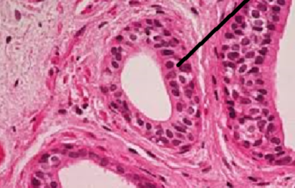 <p>ID Tissue (be specific)</p>