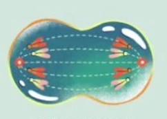 <p><br></p><p>Mitosis: Spindle fibers shorten and centromeres divide, separating the pair of chromosomes. The chromosomes move to opposite sides of the cell.</p>