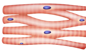 <p>Cardiac muscle</p>