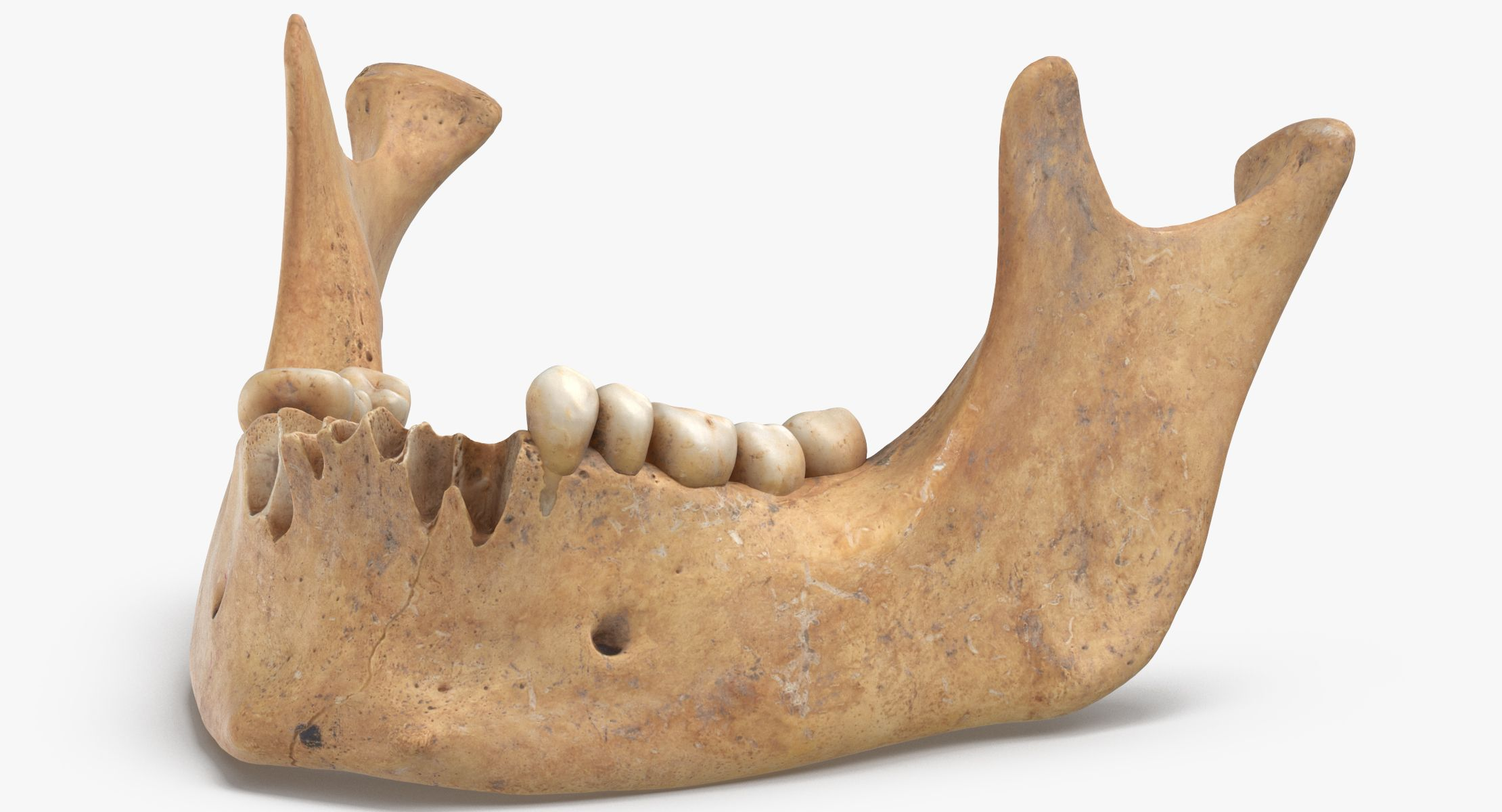 <p>name + side this bone</p>