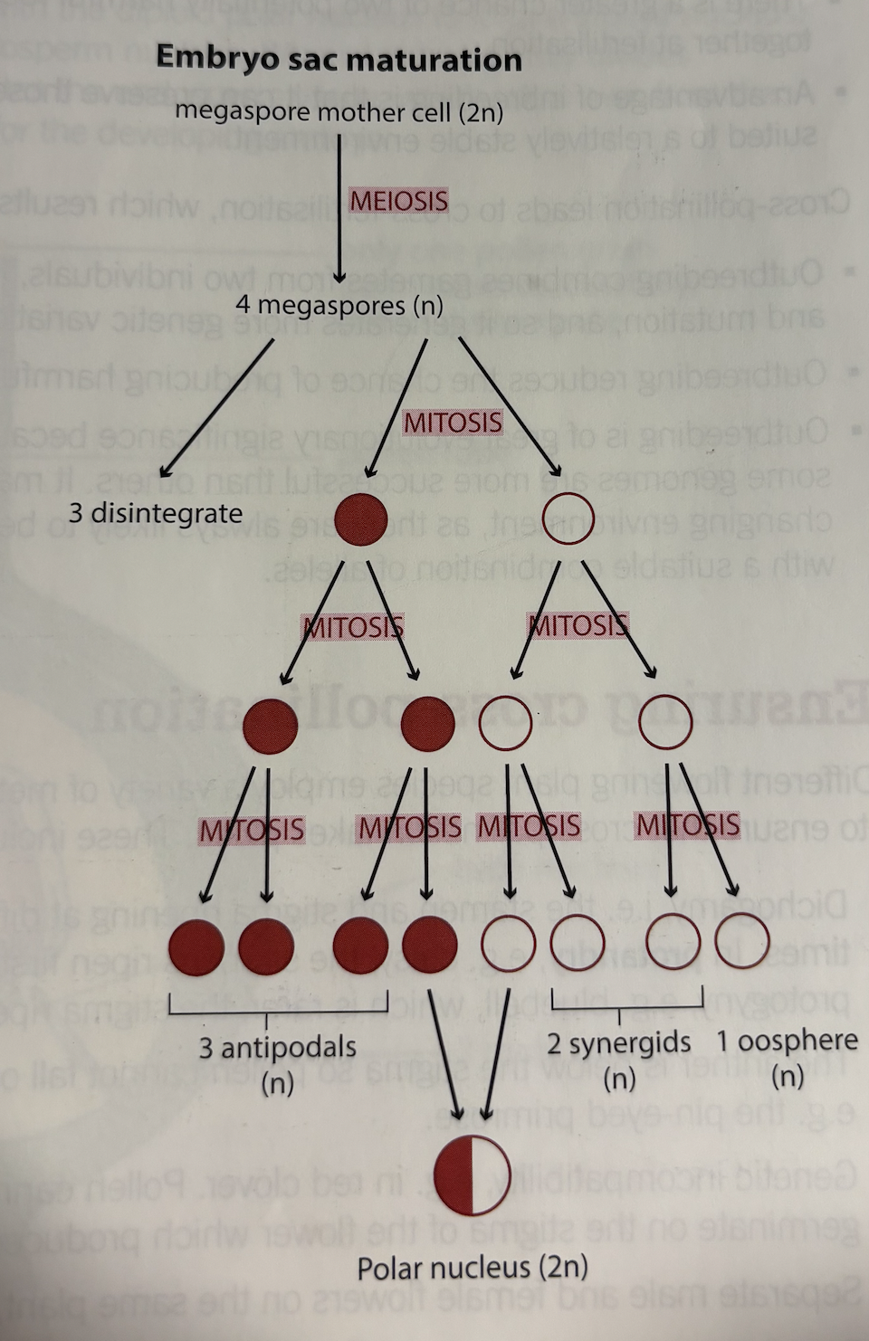 <p><strong>Megasporocyte </strong>(2n) in ovule</p><p><strong>Meiosis</strong>→ </p><p>4 haploid<strong> megaspores </strong>(n)</p><ul><li><p>Three disintegrate</p></li><li><p> One haploid <strong>Megaspore</strong></p></li></ul><p></p>