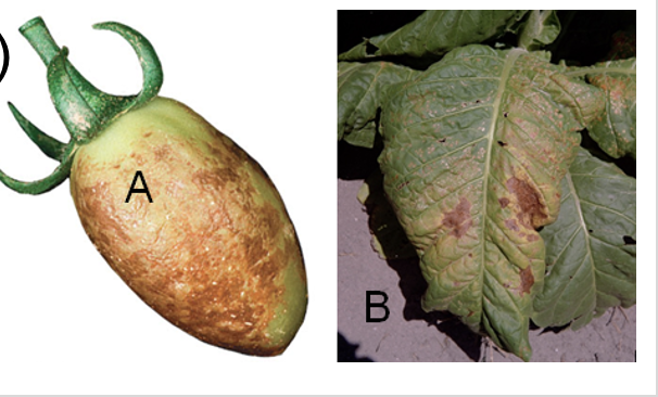 <p>Spread by <strong>vertical</strong> transmission (virus from parent) or <strong>horizontal</strong> transmission (damaged cell wall) </p><ul><li><p>RNA Genome, Helical capsid, Icosahedral capsid</p></li></ul><ul><li><p>tomato (A) + TMV (B)</p></li></ul><p></p>