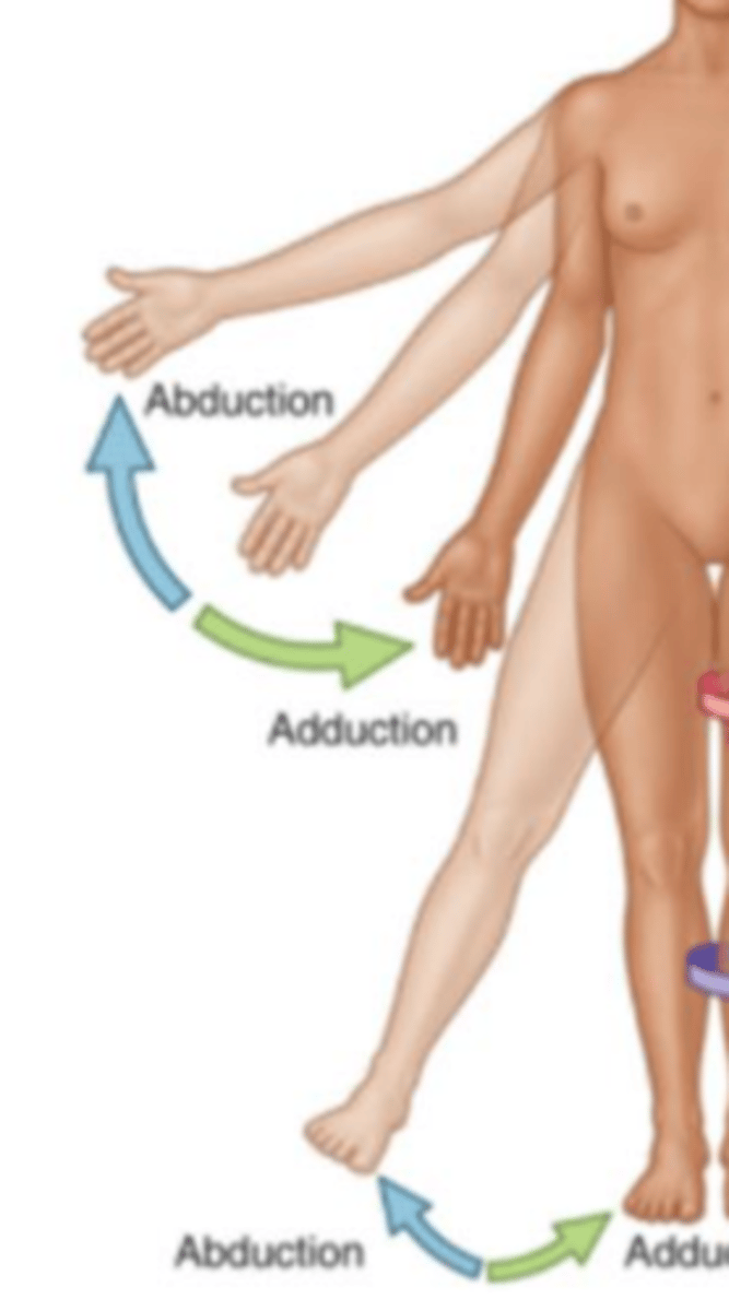 <p>Shoulder or hip joint movement away from the body medial.</p>