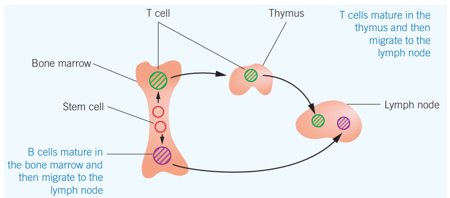 <ul><li><p>B cells - mature in bone marrow → matures in<strong> bone marrow</strong> → goes to lymph nodes</p></li><li><p>T cells - T cell precursors are made in bone marrow → migrate to <strong>thymus </strong>to mature into naiive T cells → migrate to lymph nodes</p></li><li><p>lymph nodes - nodules of the lymphatic system where immune cells accumulate</p></li></ul><p></p>