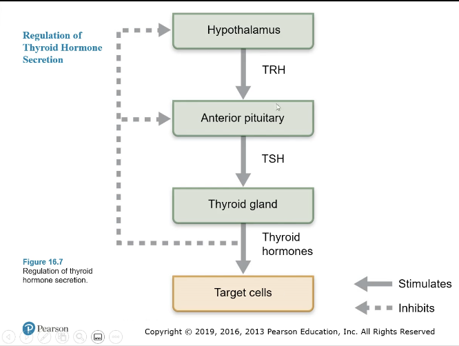 <ul><li><p><sub><sup>Anterior Pituitary</sup></sub></p></li><li><p><sub><sup>Stimulates normal development / secretory activity of thyroid</sup></sub></p></li><li><p><sub><sup>Thyroid</sup></sub></p></li><li><p><sub><sup>Yes </sup></sub></p></li></ul><p><sub><sup>-</sup></sub></p><p><sub><sup>TRH (hypo) —> AP</sup></sub></p><p><sub><sup>TSH —> Thyroid Gland</sup></sub></p><p><sub><sup>Thyroid hormones —> target cells (many)</sup></sub></p>