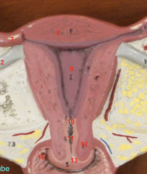 <p>8 - myometrium also fundus </p>