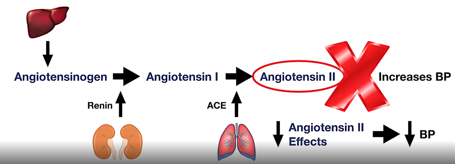 <p>ARBs blocks Angiotensin II binding to blood vessels</p><p>Reduces Aldosterone secretion (strong vasoconstrictor)</p>