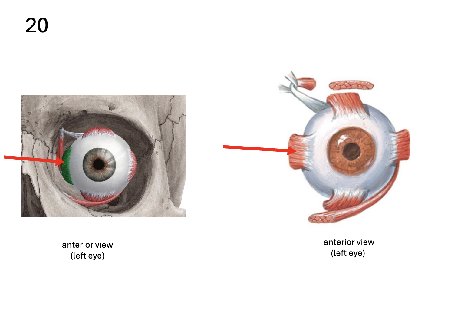 <p>Identify the <strong>muscle</strong></p>