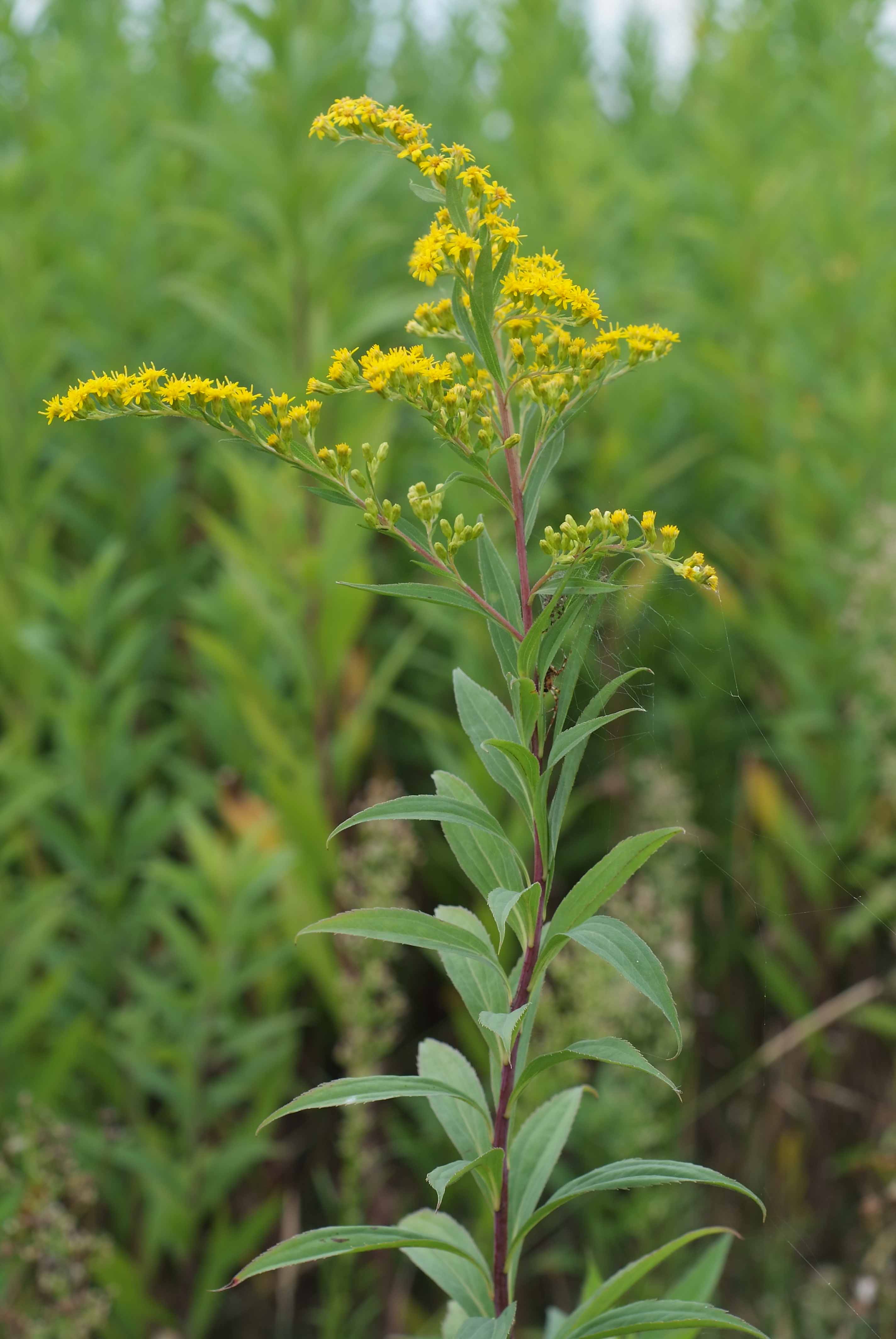 <p>Klasa <strong>ARTEMISIETEA VULGARIS </strong><span style="line-height: 22px;">związek<strong> <em>Convolvuletalia sepium</em></strong>&nbsp;</span></p>