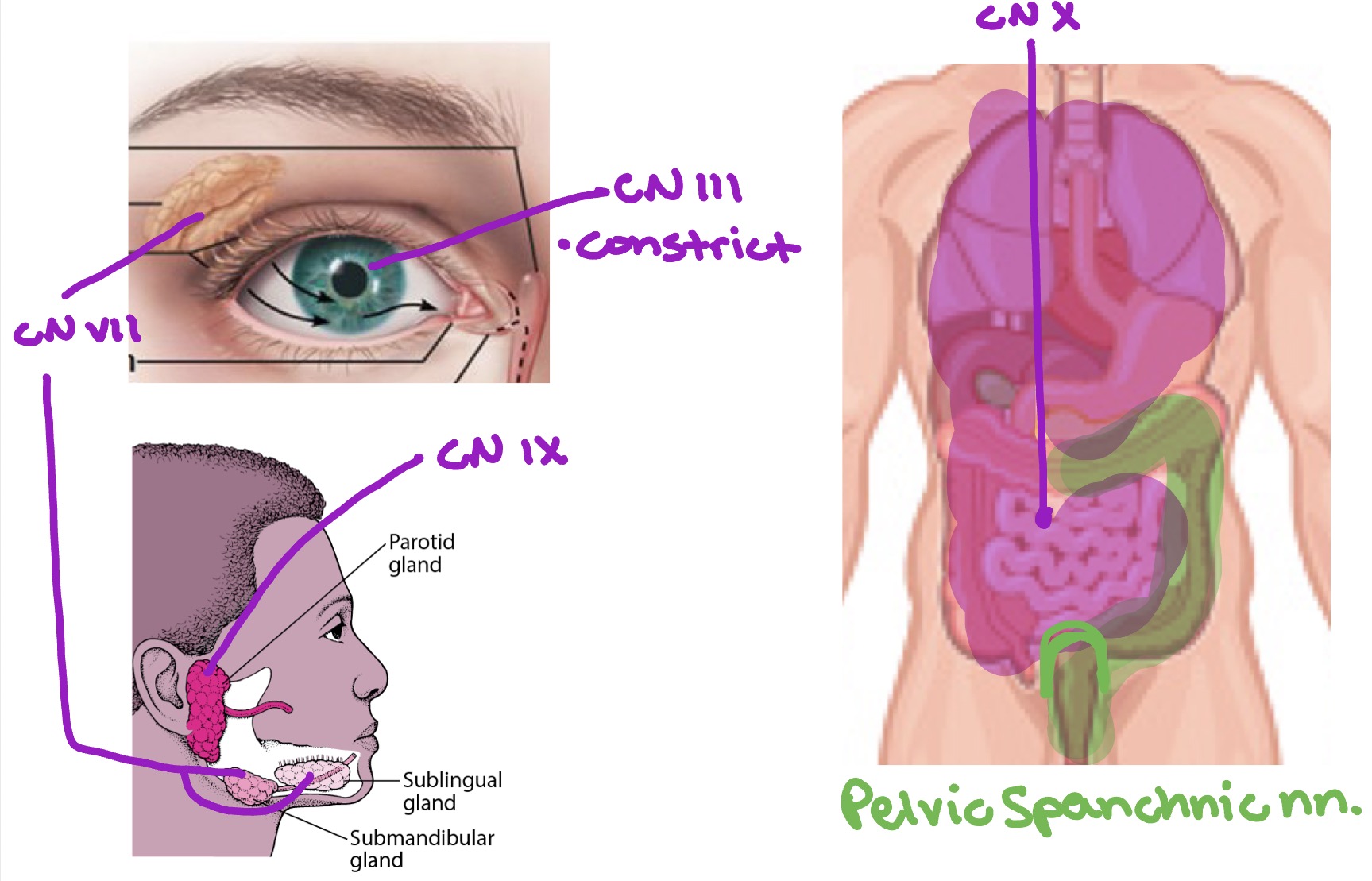 knowt flashcard image