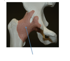 <p>attaches from femur to ilium - Hip joint</p>