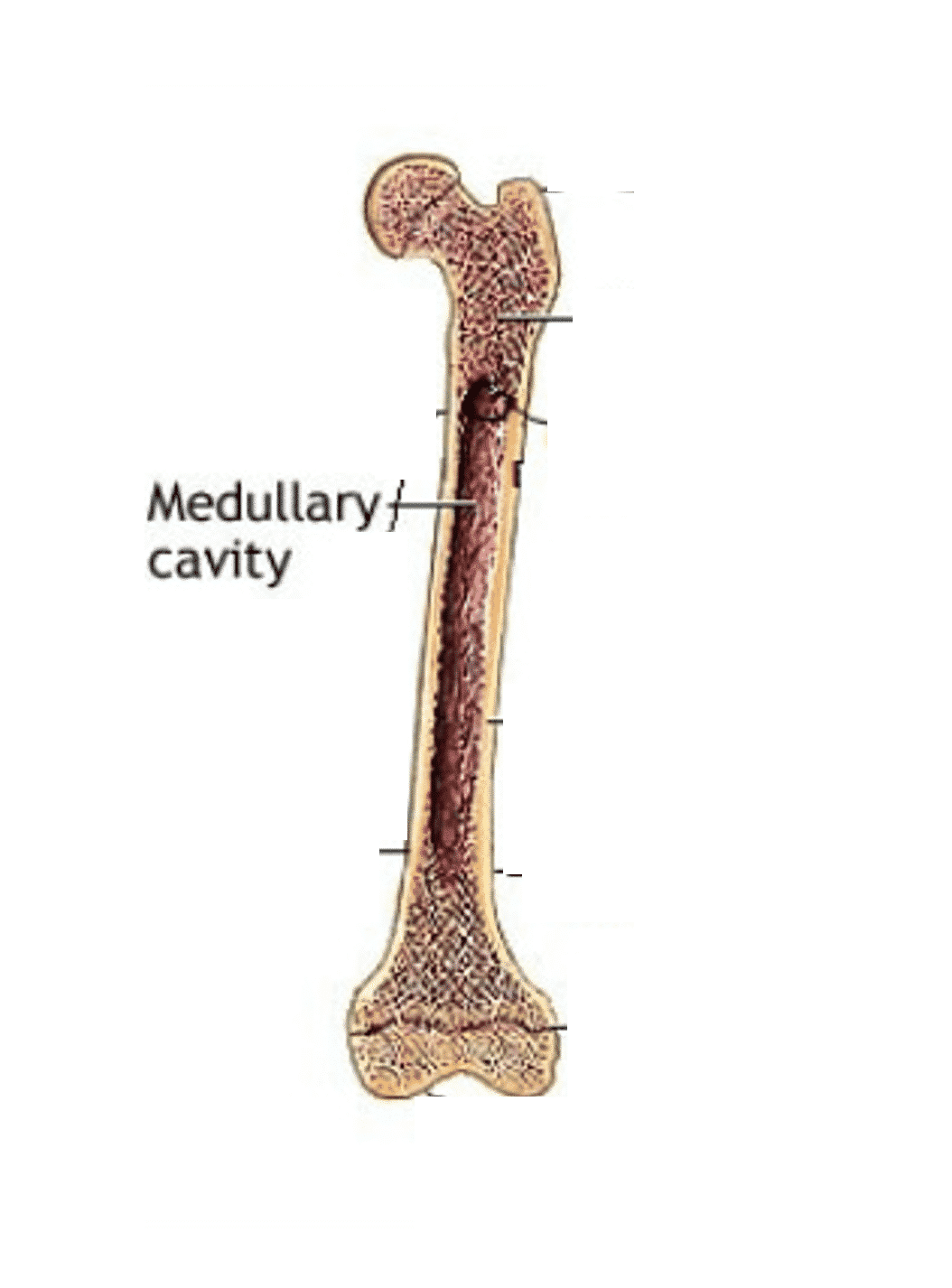 <p>Medullary Cavity</p>