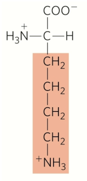 <p>lysine</p><p>polar</p><p>hydrophilic</p><p>amphipatic</p><p>positively charged r group</p>