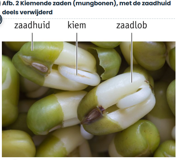 <p>zaadlob</p>