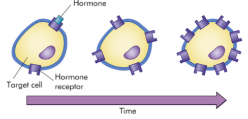 <p>process by which target cells produce a greater number of receptors in response to a temporary increase in hormone level of blood</p>