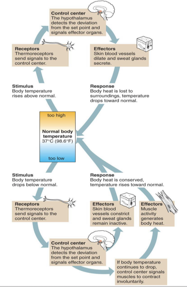 <p>Most common regulation system. As conditions deviate from set point, effectors are activated. As conditions get closer to normal, signal to effectors gradually decreases</p>
