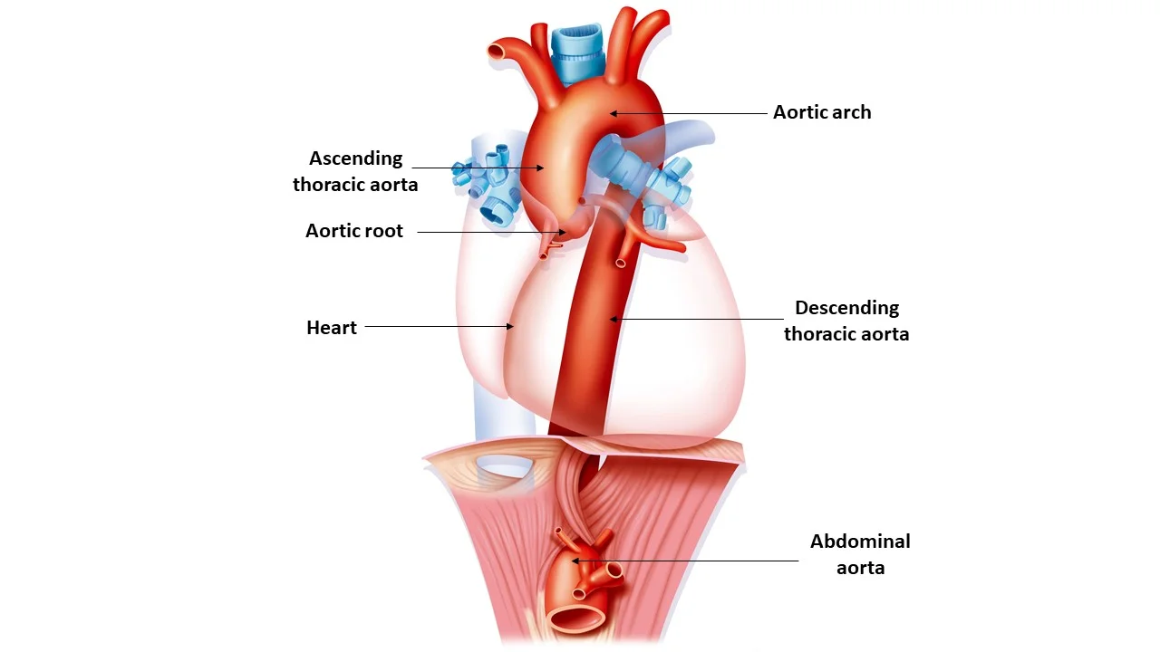 <p>Answer: Posteriorly and to the left.</p><p>Extra Information:</p><ul><li><p>It connects the ascending aorta to the descending thoracic aorta.</p></li></ul><p></p>