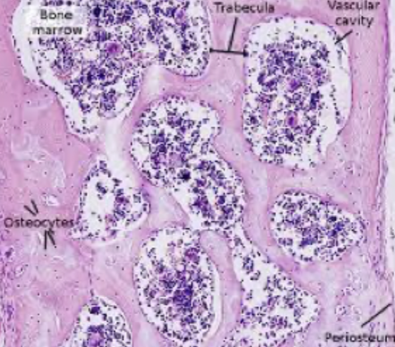 <p>What type of bone is this?</p>