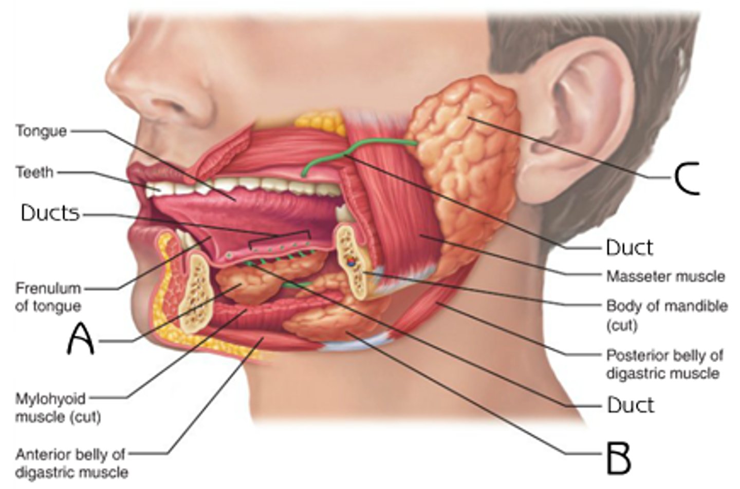 <p>Small glands are located on the mucosal membrane of the mouth.</p>