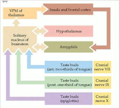 <p><span>Hypothalamus (feeding behaviors)<br>Amygdala (emotional behaviors, taste aversion)</span></p>