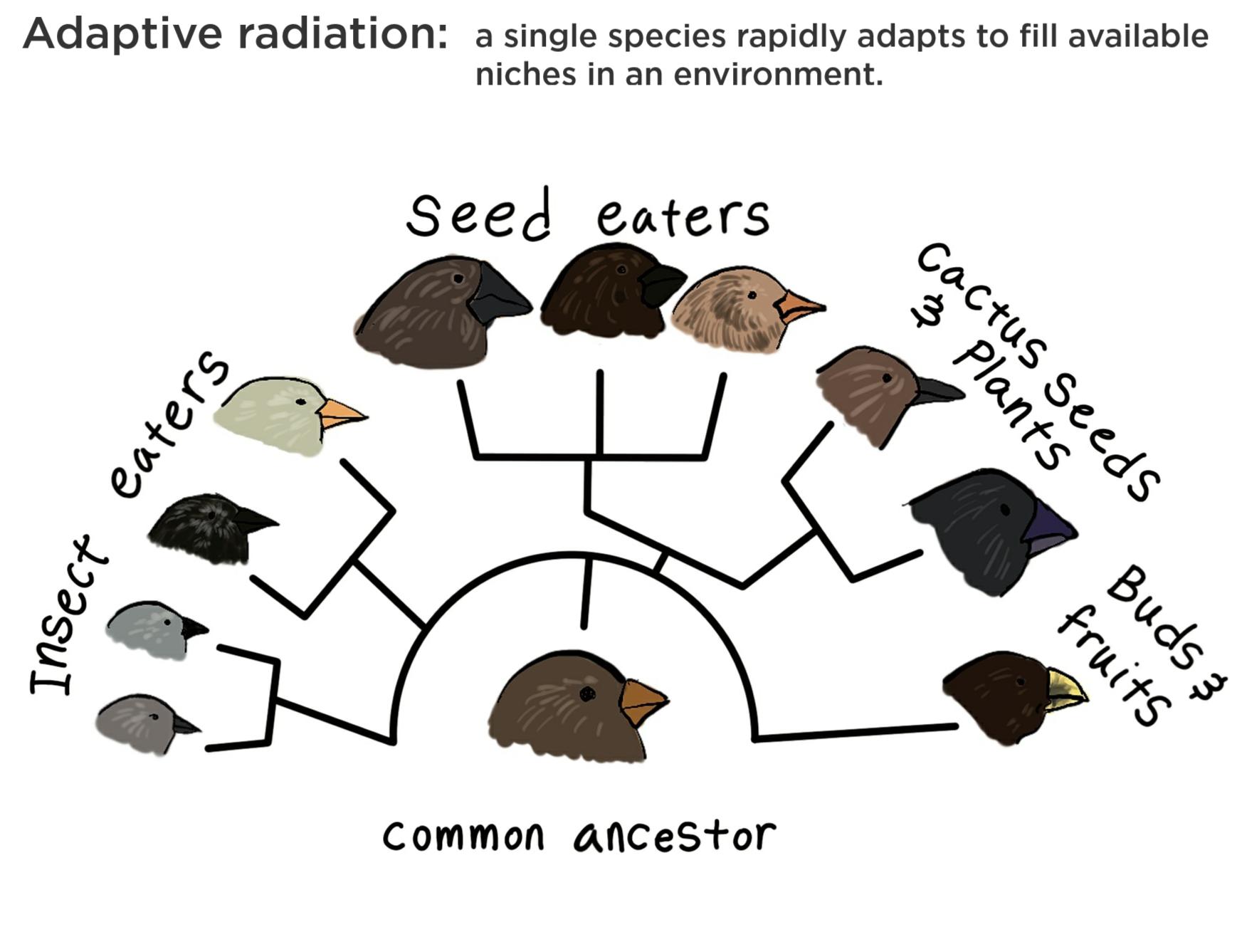 <p>Adaptive Radiation</p>