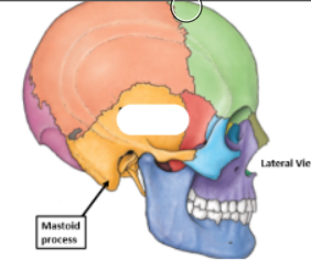 <p>Temporal Bone</p>