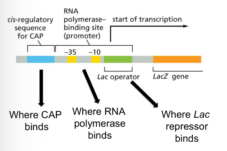 <ul><li><p>the cis-regulatory sequence</p></li></ul><p></p>