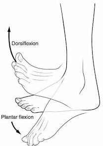 <p>Sagittal plane, extension movement of ankle that results in foot moving away from body</p>