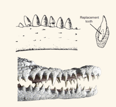 <p>thecodont</p>