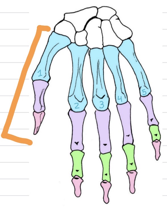 <p>Which structure is marked in orange?</p>