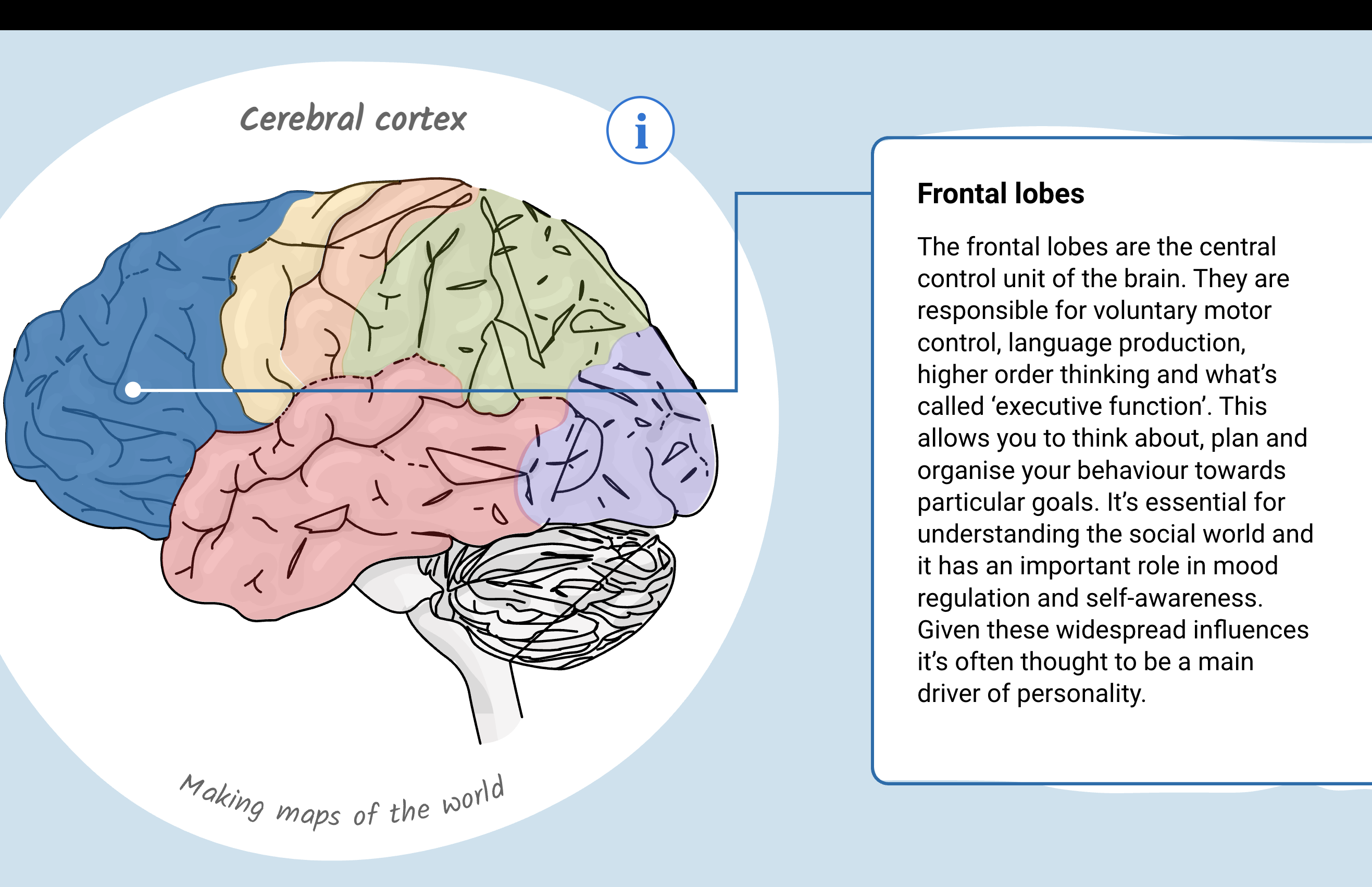 <p>They are the central control unit of the brain. Planning, decision-making, problem-solving, voluntary movement, attention, working memory and impulse control. </p>