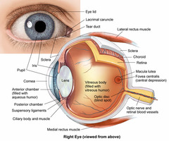 <p>sclera</p>