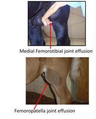 <p>medial femerotibial joint communicates with femoropatella joint in 60% horses</p>
