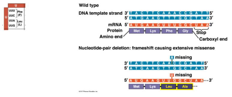 <ul><li><p>UUU codon becomes UUG, so Phe becomes Leu, plus downstream residues</p><ul><li><p>protein is completely altered from point of frameshift, can have catastrophic effect</p></li></ul></li></ul><p></p>